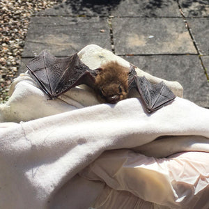 Our Batty Story