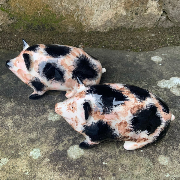 Dirty Black and White Small Pig