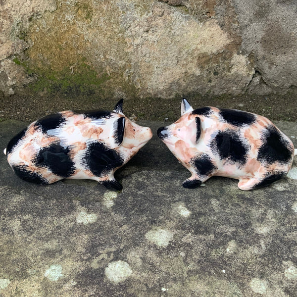 Dirty Black and White Small Pig