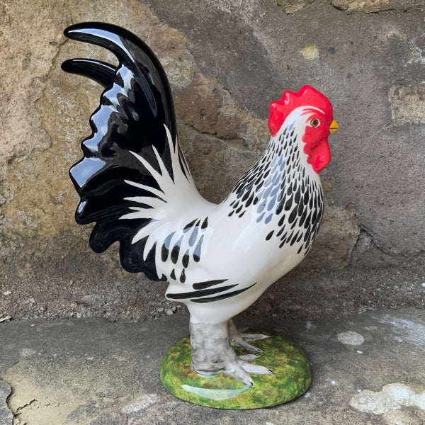 Black and White Cockerel