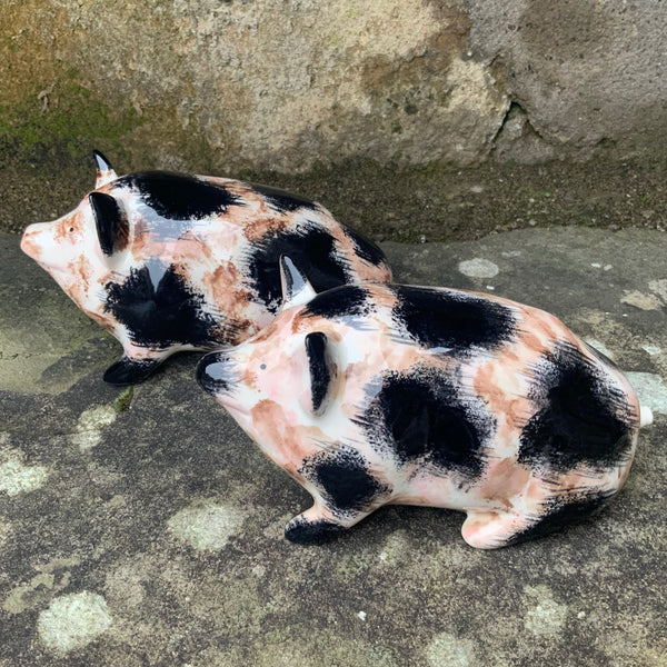 Dirty Black and White Small Pig