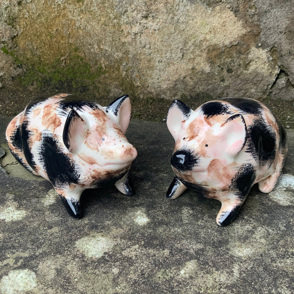 Dirty Black and White Small Pig